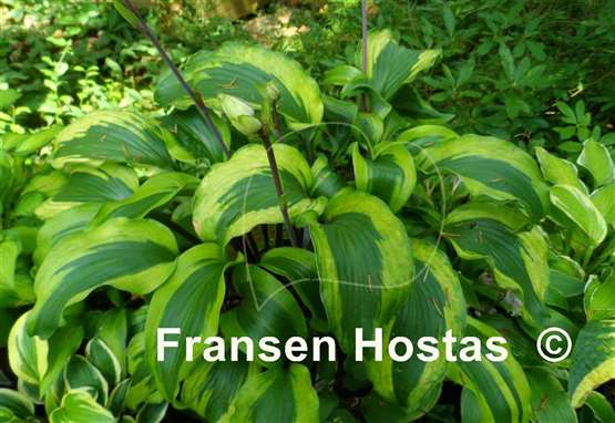 Hosta Monkey Business - Fransen Hostas